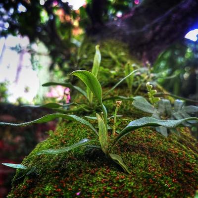 Chrome Wheel Center Caps (4-Pack)