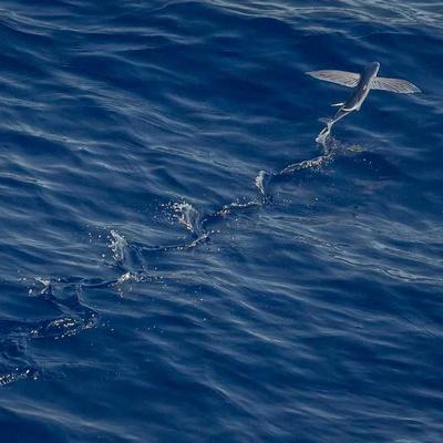 LED Light Bar 32" Curved